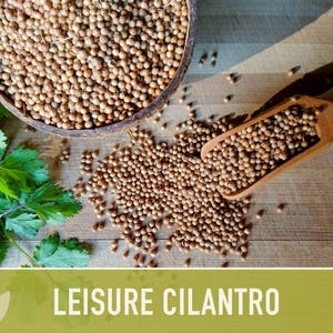 Leisure Cilantro Seeds – Slow Bolting, Heirloom Coriander Bild 8