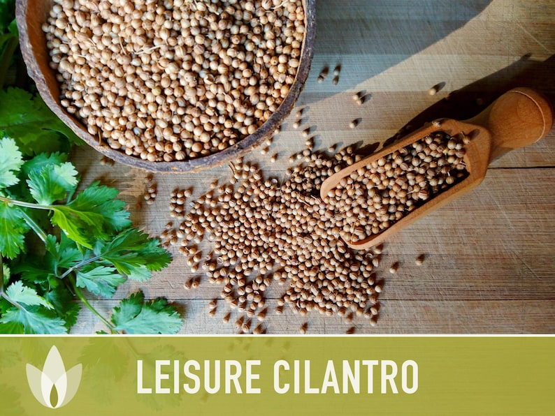 Leisure Cilantro Seeds – Slow Bolting, Heirloom Coriander Bild 8