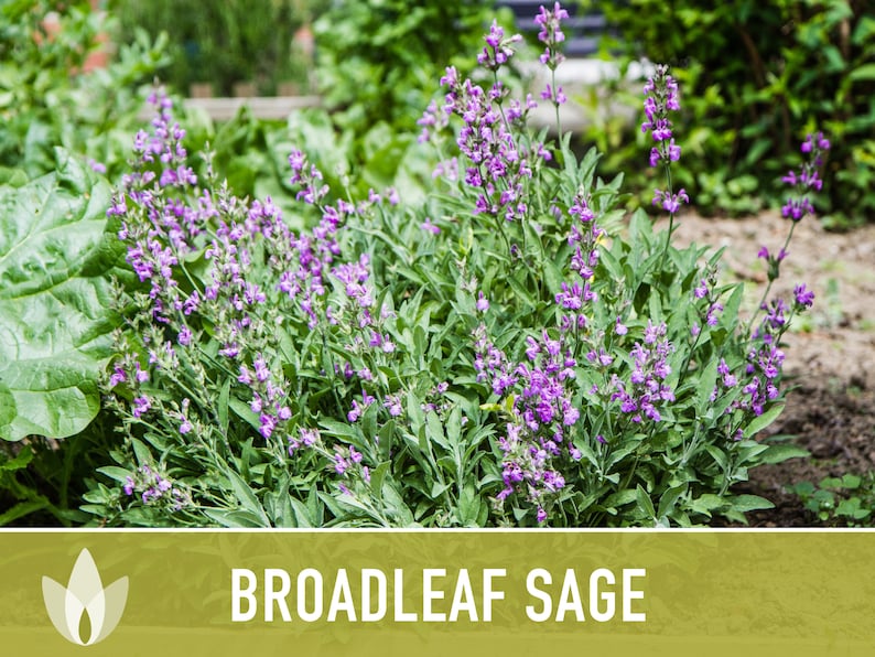 Sage Broadleaf Herb Heirloom Seeds - Etsy