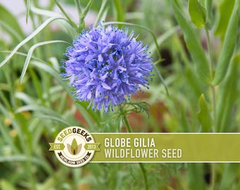 May include: A close-up of a Globe Gilia wildflower with a vibrant blue, spherical bloom. The flower is surrounded by green foliage. The image includes the text "Globe Gilia Wildflower Seed" and the Seed Geeks logo.