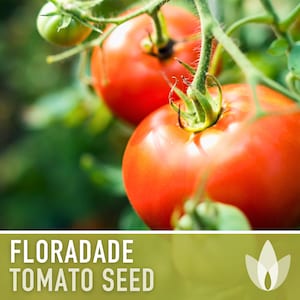 Floradade Tomato Seeds - Heirloom Seeds, Determinate, Slicing Tomato, Sauce Tomato, High Yield, Heat Loving, Container Garden, Non-GMO