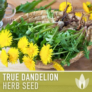 Pissenlit, vraies graines de fleurs - graines anciennes, salade fraîche, plante médicinale, pollinisation libre, Taraxacum officinale, sans OGM