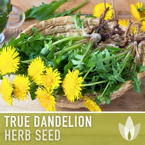 Dandelion, True Flower Seeds - Heirloom Seeds, Fresh Salad, Medicinal Herb, Open Pollinated, Taraxacum Officinale, Non-GMO