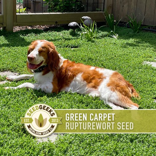 Rupturewort (Green Carpet) Seeds | 100+ Seeds, Evergreen Ground Cover, Alternative Lawn, Herniaria glabra