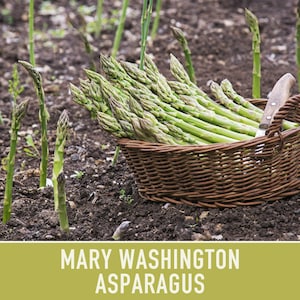 Mary Washington Asparagus Seeds, Heirloom Vegetable, Non-GMO image 10