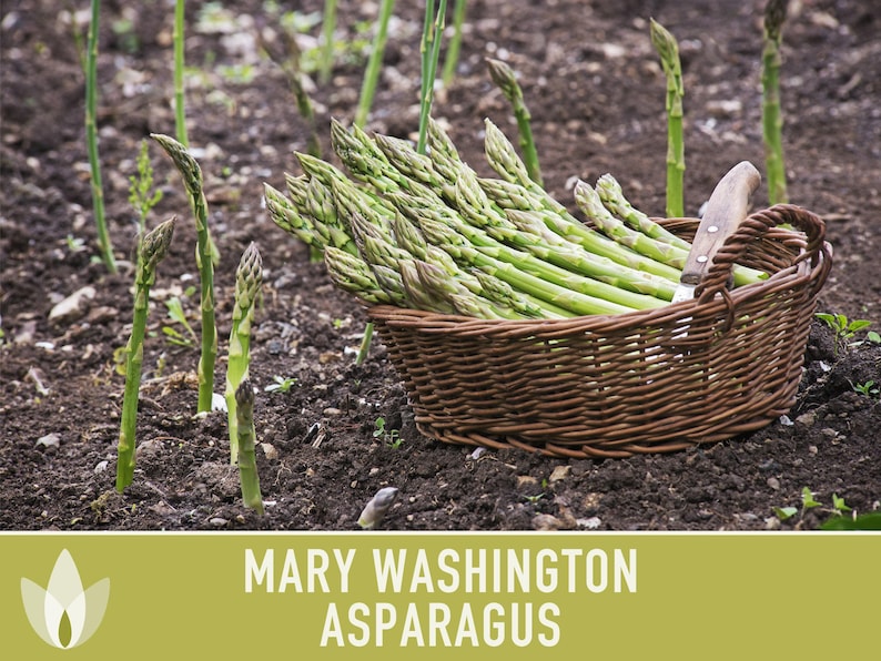 Mary Washington Asparagus Seeds, Heirloom Vegetable, Non-GMO image 10