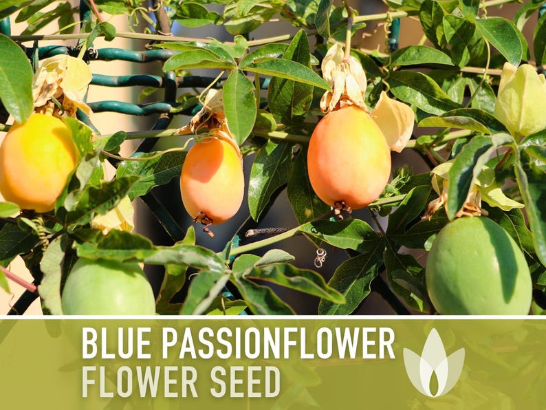 Blue Passionflower Seeds | 20+ Seeds, Heirloom, Non-GMO, Vining Flower, Fragrant, Medicinal, Passiflora caerulea image 6
