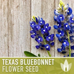 Texas Bluebonnet Flower Seeds - Graines d'héritage, Fleur de l'État du Texas, Buffalo Clover, Texas Lupin, Pollinisation ouverte, Non-OGM
