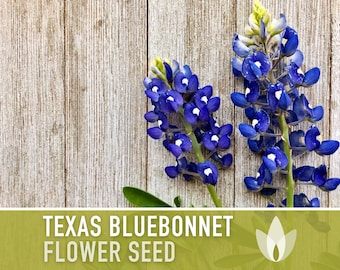 Texas Bluebonnet Flower Seeds - Heirloom Seeds, Texas State Flower, Buffalo Clover, Texas Lupine, Open Pollinated, Non-GMO