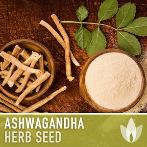 Ashwagandha Seeds - Heirloom Seeds, Indian Ginseng Seeds, Withania Somnifera Seeds, Ayurvedic Herb, Medicinal Herb, Open Pollinated, Non-GMO
