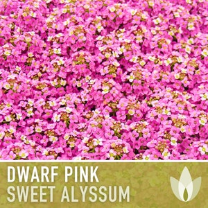 Sweet Alyssum, Dwarf Pink Flower Seeds - Heirloom Seeds, Ground Cover, Fragrant Pink Blossoms, Bee Friendly, Lobularia Maritima, OP, Non-GMO