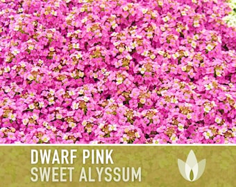 Sweet Alyssum, Dwarf Pink Flower Seeds - Heirloom Seeds, Ground Cover, Fragrant Pink Blossoms, Bee Friendly, Lobularia Maritima, OP, Non-GMO