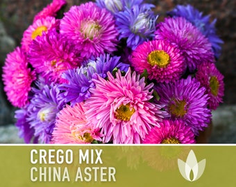 China Crego Mix Aster Flower Seeds, Heirloom, Pollinator Garden, Annual, Fall Flowers, Cut Flowers, Flower Mix