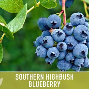 Semillas de arándano azul de arbusto alto del sur / Más de 50 semillas, variedad tradicional, bayas no transgénicas para repostería y uso medicinal, Vaccinium corymbosum imagen 8