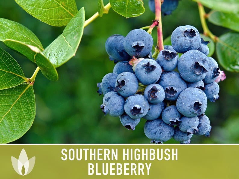 Semillas de arándano azul de arbusto alto del sur / Más de 50 semillas, variedad tradicional, bayas no transgénicas para repostería y uso medicinal, Vaccinium corymbosum imagen 8