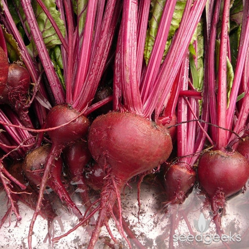 bulls blood beet seedlings bulls blood beet seedlings