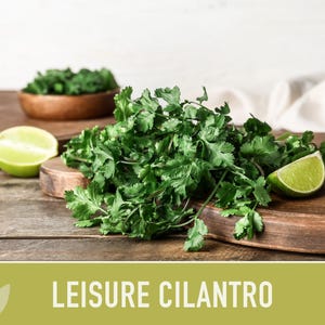Leisure Cilantro Seeds – Slow Bolting, Heirloom Coriander Bild 10