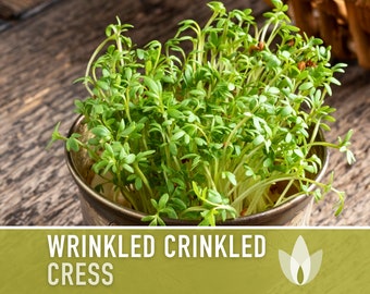 Wrinkled Crinkled Crumpled' Cress – Experimental Farm Network Seed