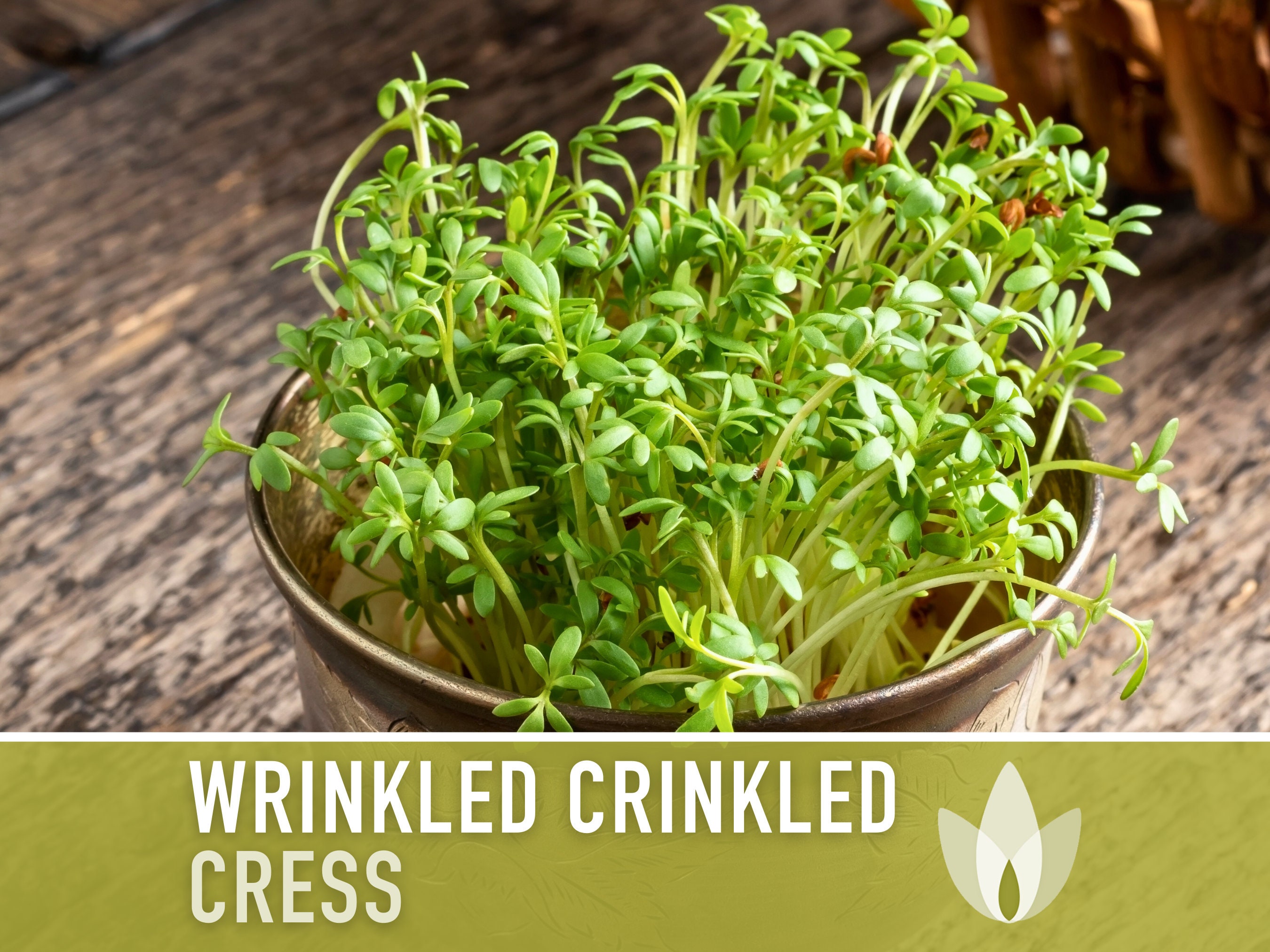 Cress Wrinkled Crinkled Seeds Heirloom Seeds Microgreens 