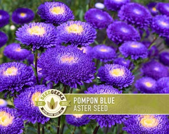 Pompon Blue Aster Seeds, Heirloom China Aster, Non-GMO