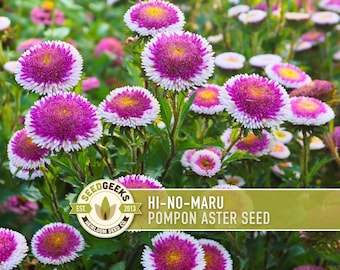 Hi-No-Maru Pompon Aster Seeds, Heirloom Flower Seeds