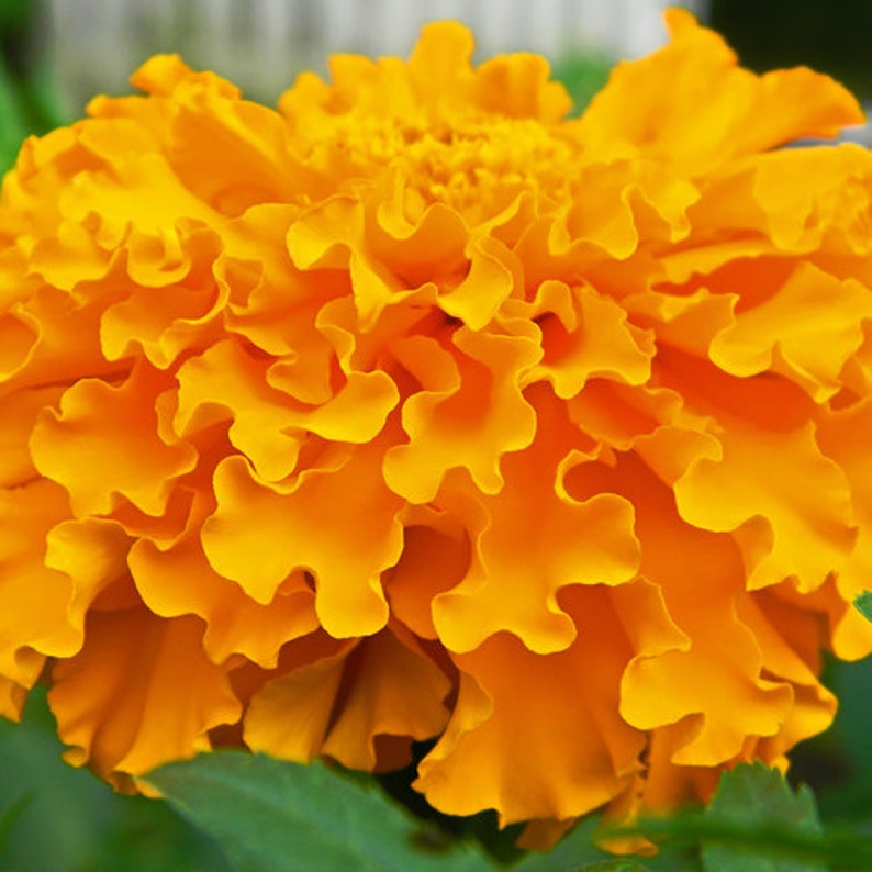 Marigold Crackerjack Mix Flower Seeds Heirloom Native Etsy