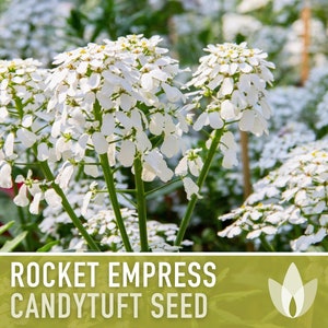 Rocket Empress Candytuft Flower Seeds Heirloom Seeds, Fragrant White Flower, Bouquet Flower, Iberis Amara, Open Pollinated, Non-GMO image 8