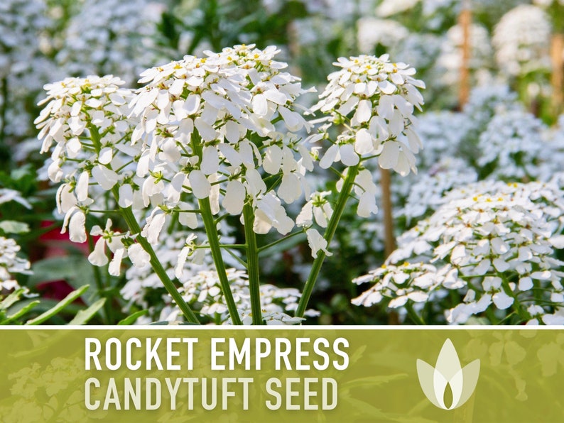 Rocket Empress Candytuft Flower Seeds Heirloom Seeds, Fragrant White Flower, Bouquet Flower, Iberis Amara, Open Pollinated, Non-GMO image 8