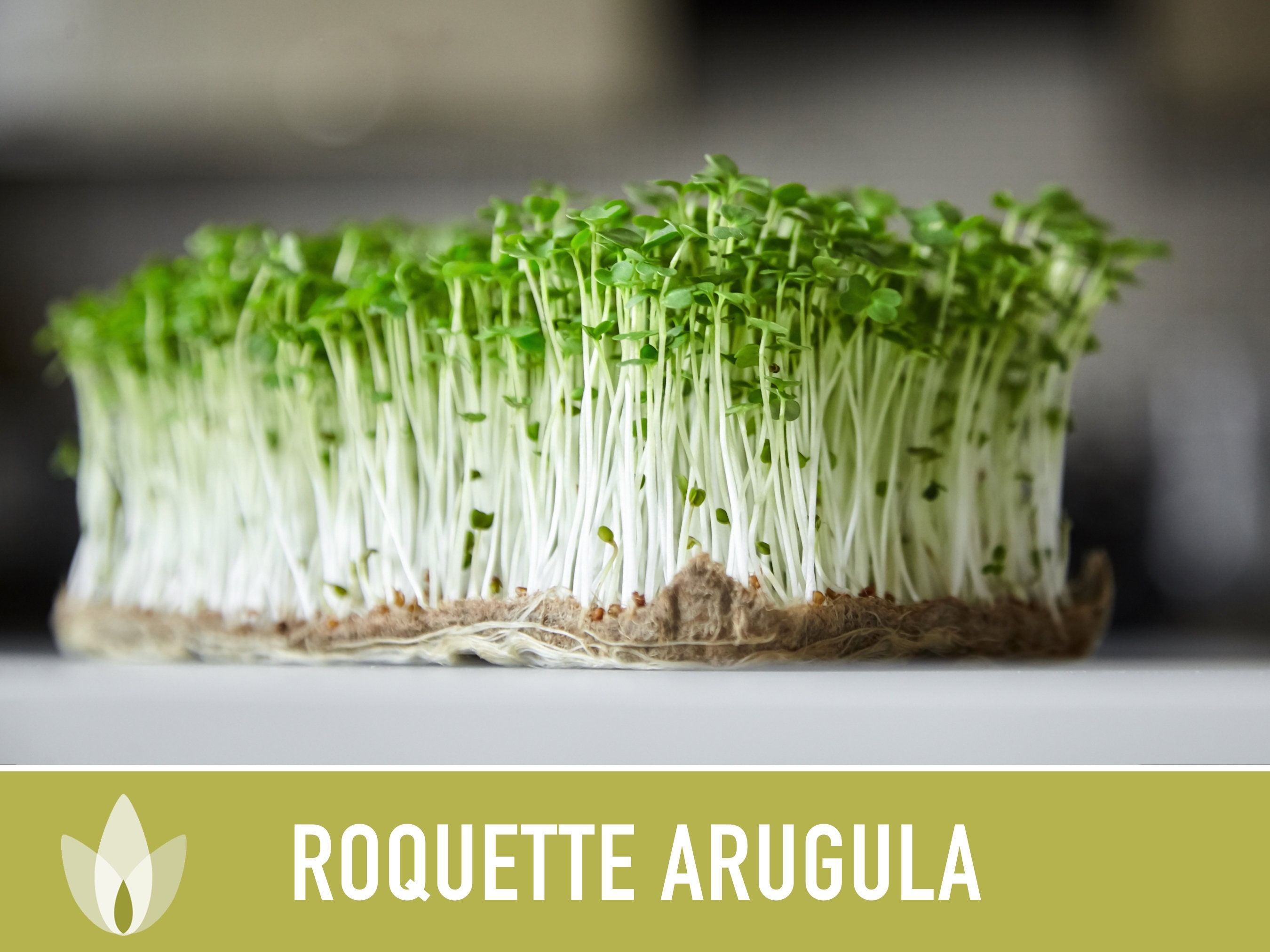Arugula, Roquette – Northern Wildflowers