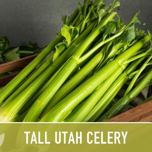 Tall Utah Celery Seeds - Heirloom, Open Pollinated, Non-GMO image 6