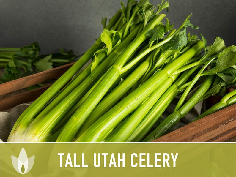 Tall Utah Celery Seeds - Heirloom, Open Pollinated, Non-GMO image 6