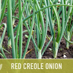 Red Creole Onion Heirloom Seeds Short Day, Open Pollinated, Non-GMO image 9