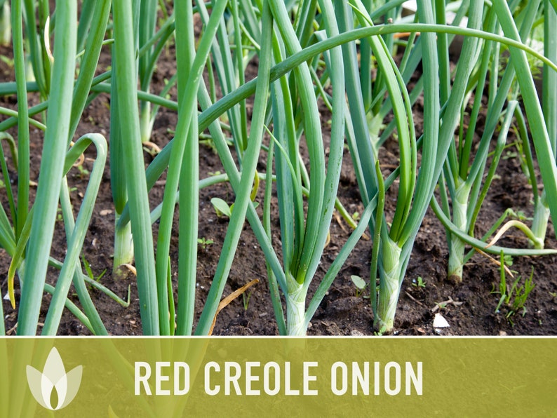 Red Creole Onion Heirloom Seeds Short Day, Open Pollinated, Non-GMO image 9