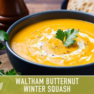 Waltham Butternut Squash Seeds – Heirloom, Vine-Borer Resistant image 6