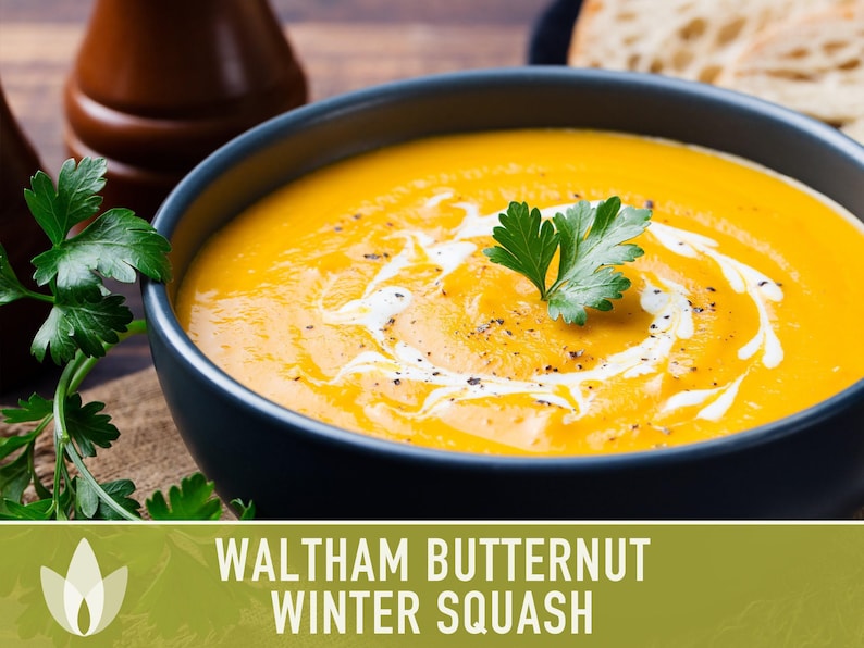 Waltham Butternut Squash Seeds – Heirloom, Vine-Borer Resistant image 6