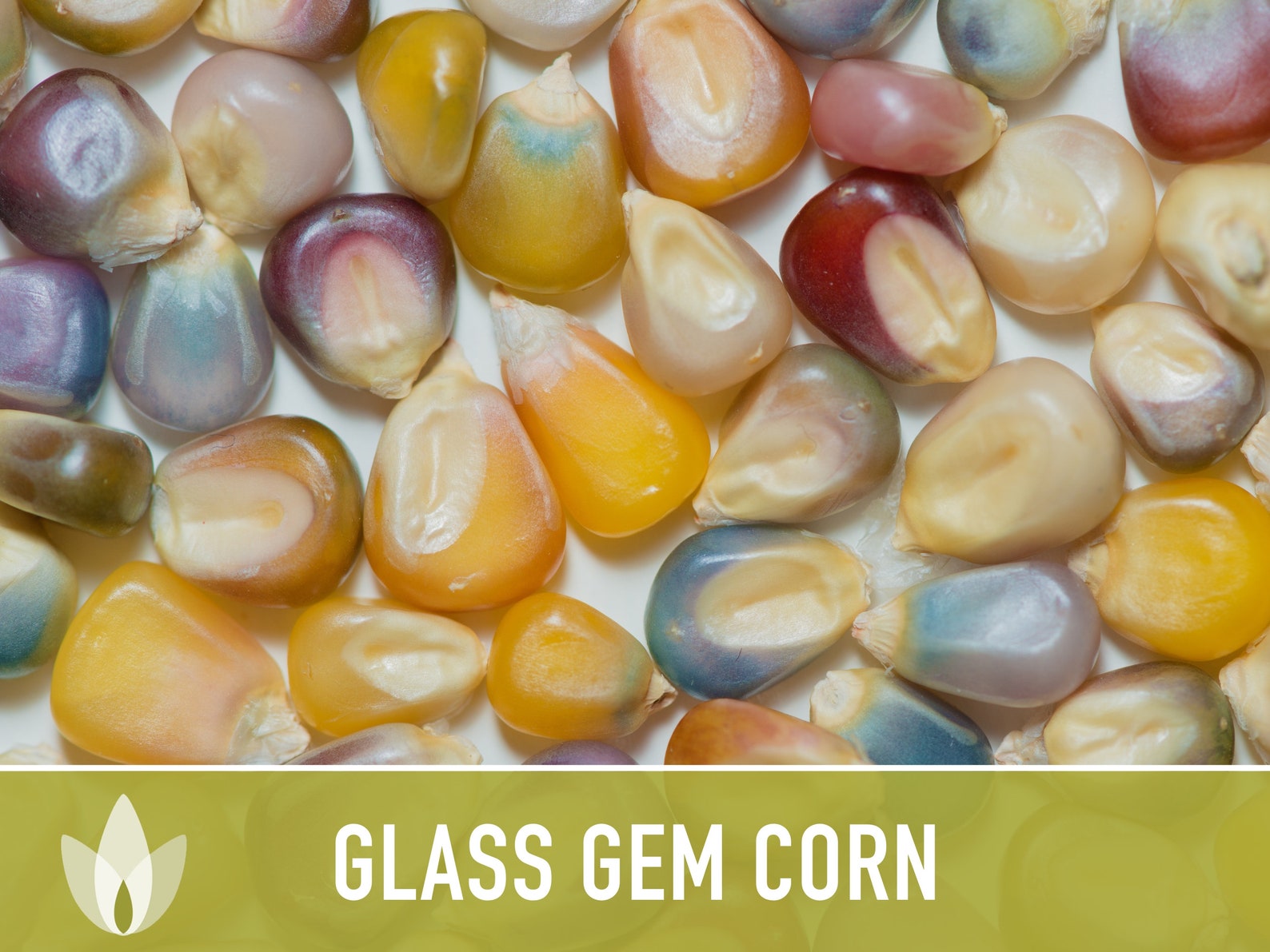 Glass Gem Corn Seeds Heirloom Seeds, Ornamental Corn, Heirloom Popcorn