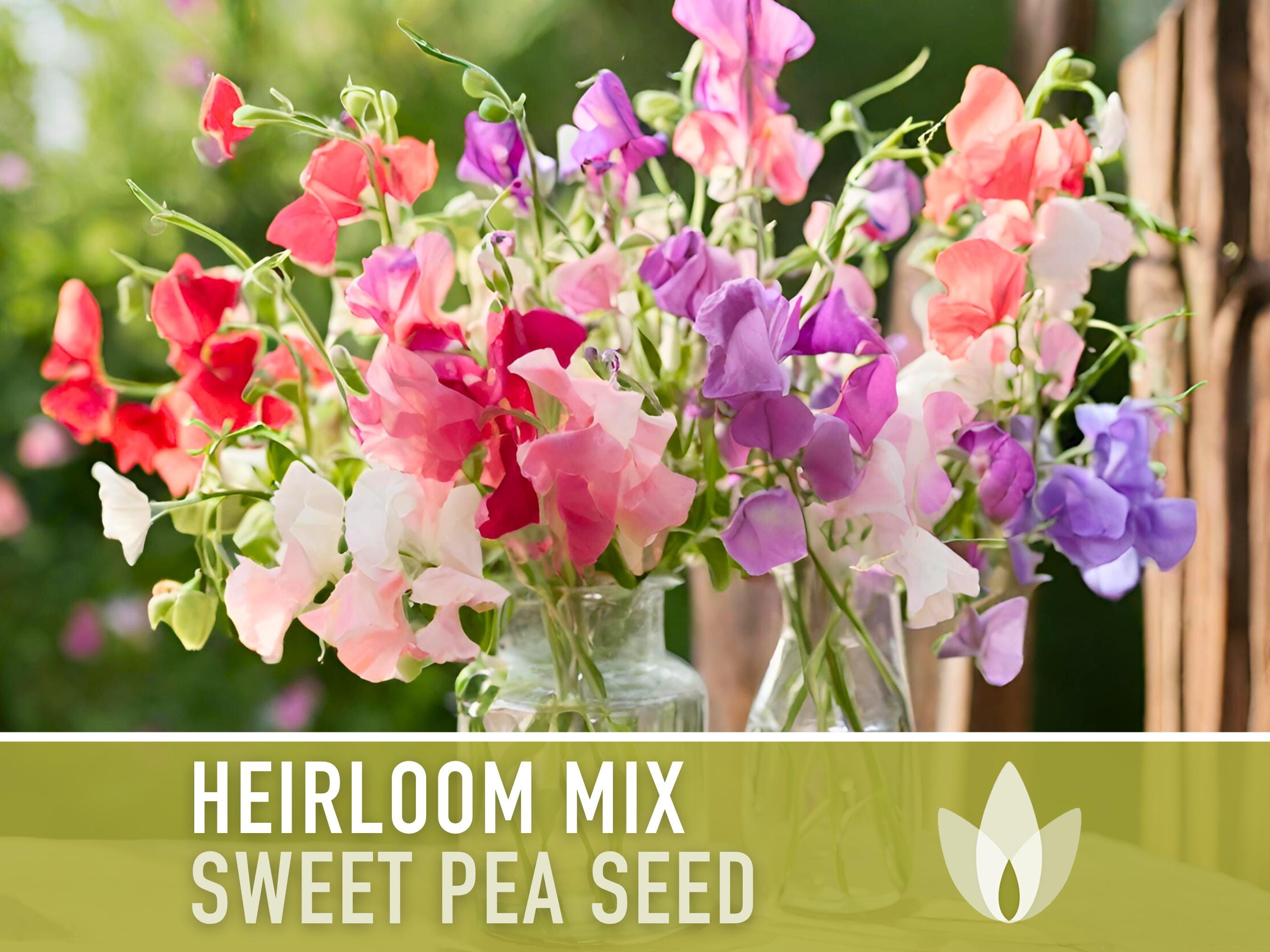 Sweet Pea Seeds, Heirloom Mix - 25 Seeds - Heirloom Seeds, Cottage Garden, Container Garden, Cut Flowers, Annual, Lathyrus Odoratus, Non-GMO