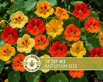 Nasturtium Tip Top Mix Seeds | 25+ Seeds, Dwarf Edible Flower, Hanging Basket, Tropaeolum majus