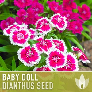 Baby Doll Dianthus Flower Seeds - Heirloom Seeds, Chinese Pinks, Edible Flower Seeds, Ground Cover, Open Pollinated, Non-GMO