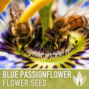 Blue Passionflower Seeds | 20+ Seeds, Heirloom, Non-GMO, Vining Flower, Fragrant, Medicinal, Passiflora caerulea image 11
