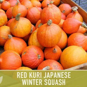 Red Kuri Squash Seeds – Heirloom Japanese Winter Squash, Non-gmo - Etsy