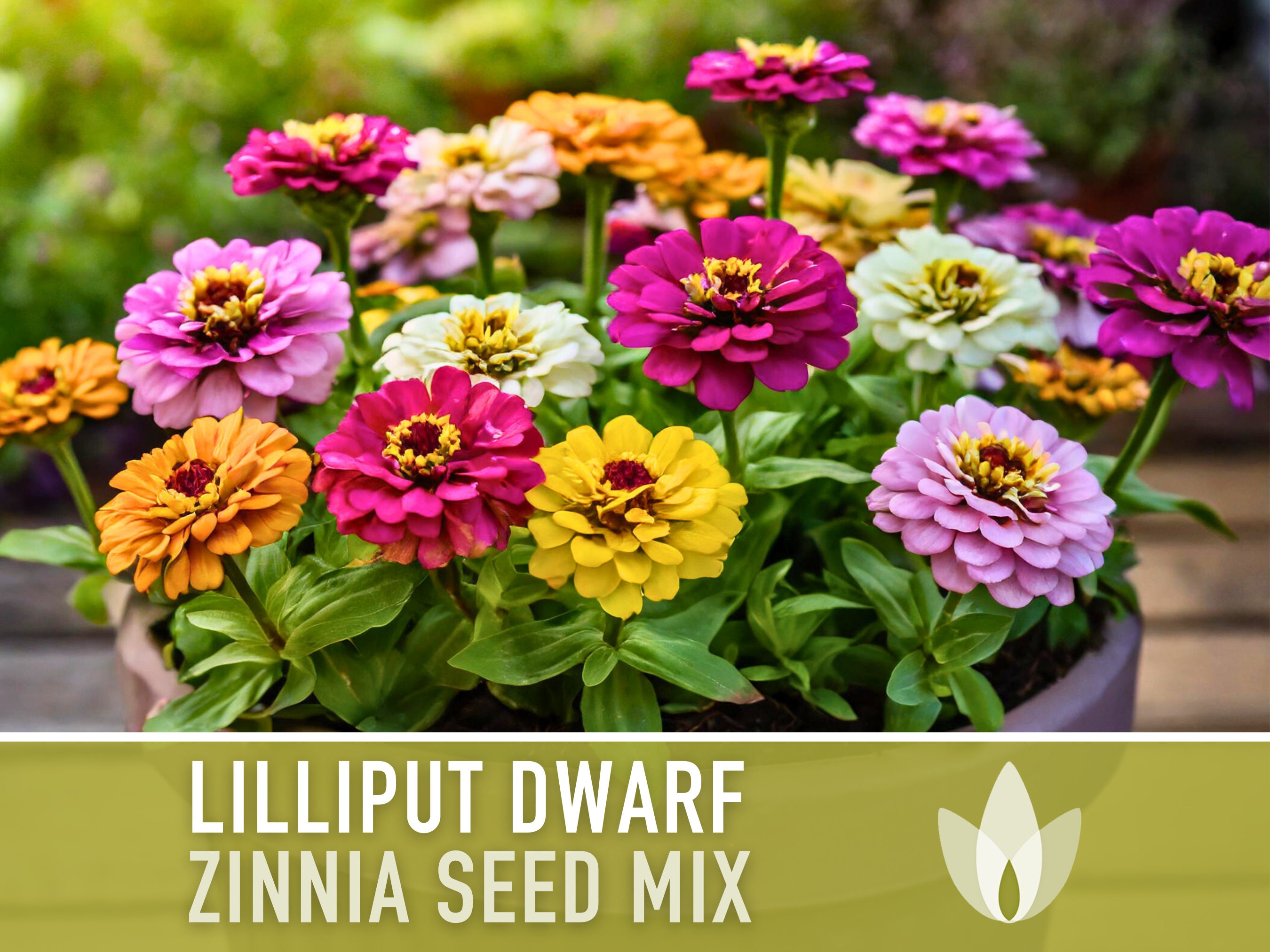Zinnia (Dwarf), Lilliput Mix Heirloom Seeds - Flower Seeds, Flower Mix, Dwarf Flowers, Mixed Zinnia