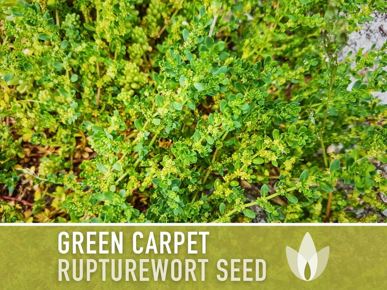 Rupturewort Green Carpet Seeds Heirloom Seeds, Alternative Lawn, Ground Cover, Evergreen, Dense Green Carpet, Open Pollinated, Non-GMO image 8