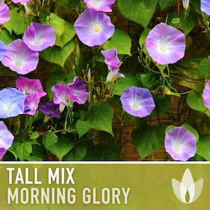 Morning Glory Tall Mix Flower Seeds - Heirloom, Vining, Bee Friendly, Beneficial Bug, Butterfly Garden, Hummingbird Garden, Open Pollinated