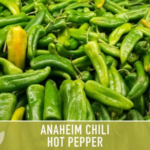 Anaheim Chili Seeds | 25+ Seeds, Heirloom, Mild Flavor, Versatile Use | Capsicum annuum image 5