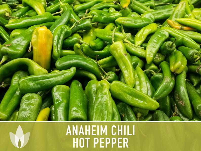 Anaheim Chili Seeds | 25+ Seeds, Heirloom, Mild Flavor, Versatile Use | Capsicum annuum image 5