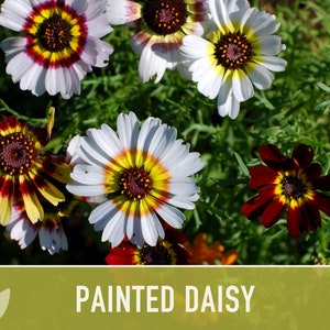 Painted Daisy Flower Seeds - Heirloom, Annual, Cut Flowers, Dried Flowers, Tricolor Ringed Flowers, Craft Flowers, Cottage Garden, Non GMO