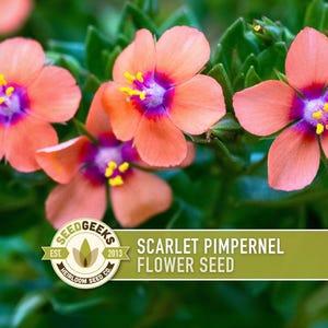 May include: Close-up of Scarlet Pimpernel flowers. The flowers are a vibrant coral color with a deep purple center and yellow stamens. The image includes the text "Scarlet Pimpernel Flower Seed" and a logo.