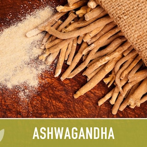 Ashwagandha Herb Seeds | 30+ Seeds, Organic, Heirloom Indian Ginseng, Medicinal, Withania somnifera image 7