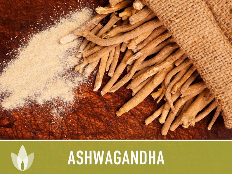 Ashwagandha Herb Seeds | 30+ Seeds, Organic, Heirloom Indian Ginseng, Medicinal, Withania somnifera image 7